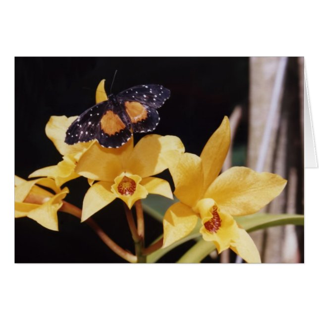 Crimson Patch Butterfly (Vorderseite (Horizontal))