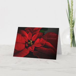 Crimson Poinsettia Merry Christmas Card Feiertagskarte