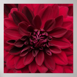 Crimson Red Dahlia Art - Arabian Night Blume Poster