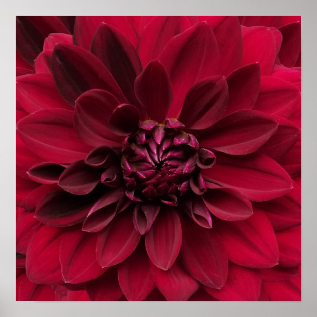 Crimson Red Dahlia Art - Arabian Night Blume Poster (Vorne)