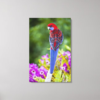 Crimson Rosella & Hintergrund der Orchideen Laming Leinwanddruck