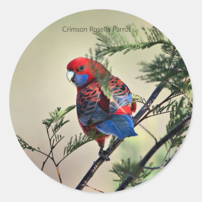 Crimson Rosella Parrot, Runder Aufkleber (Vorderseite)