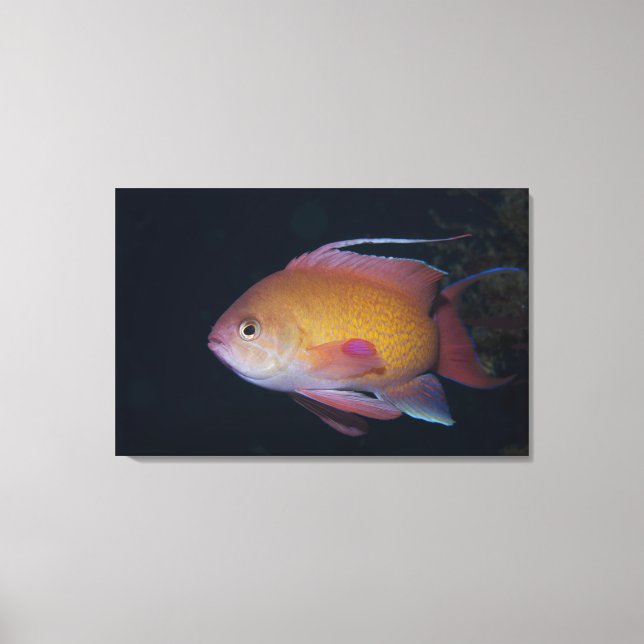 Crimson Seabream Leinwanddruck (Vorderseite)