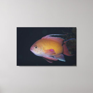 Crimson Seabream Leinwanddruck