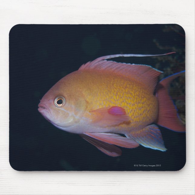 Crimson Seabream Mousepad (Vorne)