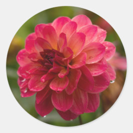 Crimson und Magenta Dahlia Stickers