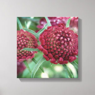 Crimson Wild Blume Canvas Print Leinwanddruck