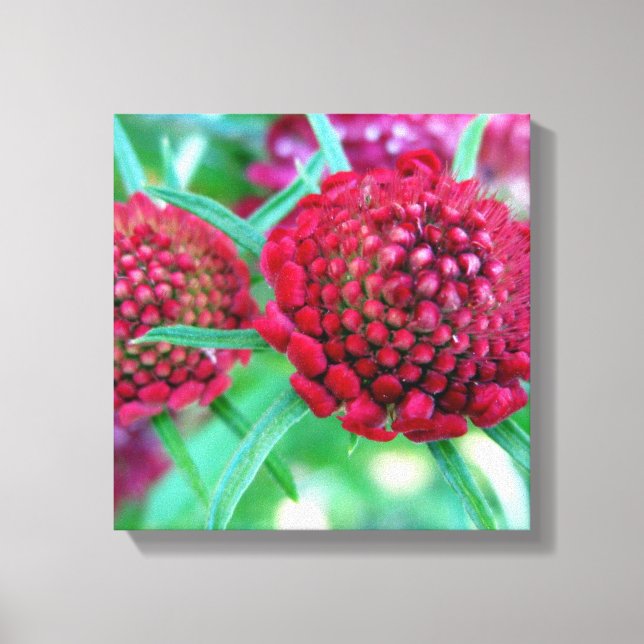 Crimson Wild Blume Leinwanddruck (Vorderseite)