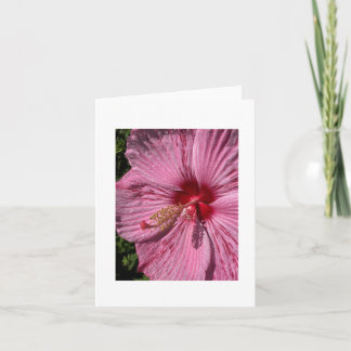 Crimsoneyed Rose Mallow Hibiskus Karte