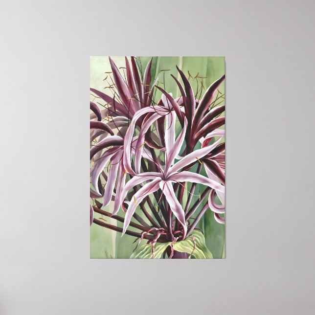 Crinum Asiaticum L Family Leinwanddruck (Vorderseite)
