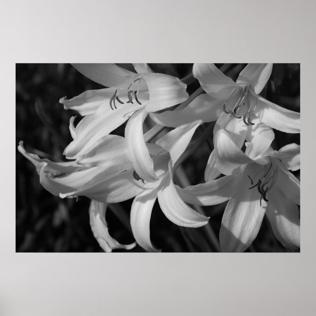 Crinum Black & White Poster (Vorne)