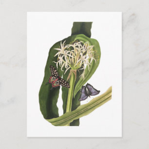Crinum pedunculatum postkarte