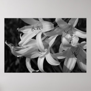 Crinum Schwarzes u. Weiß Poster