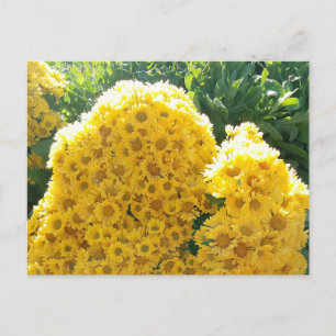 Crisantemos amarillos a la luz del sol postkarte