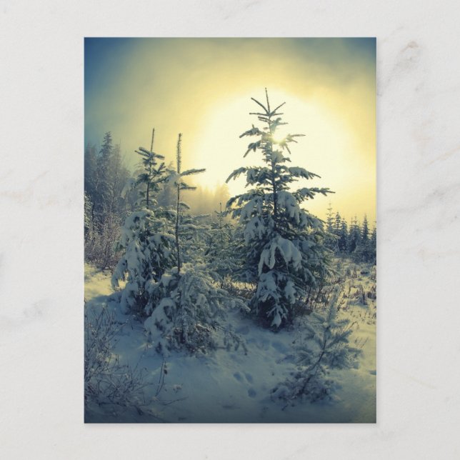 Crisp Winter Morning Postkarte (Vorderseite)