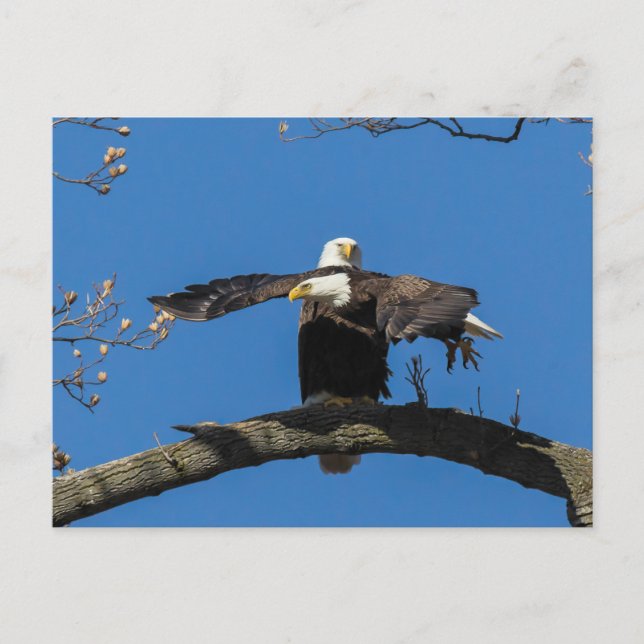 Criss Cross Eagles Postkarte (Vorderseite)