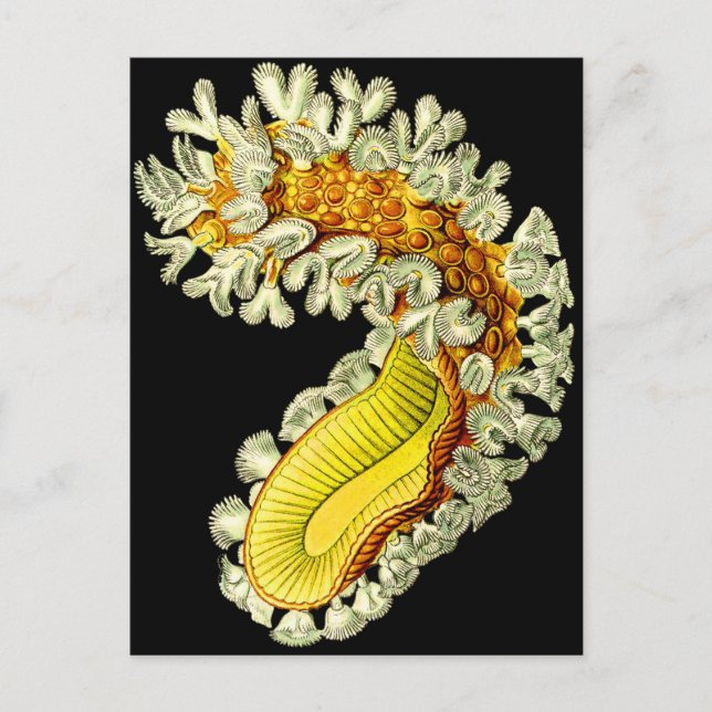 Cristatella mucedo postkarte (Vorderseite)