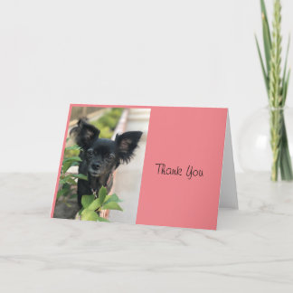 Critter Sitter LV LAGUNA Karte