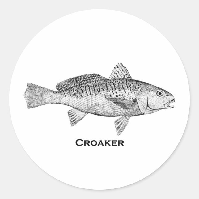 Croaker Fish Runder Aufkleber (Vorderseite)