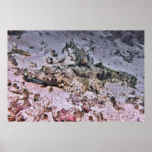Crocodile Flathead Poster (Vorne)