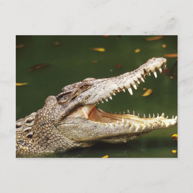 Crocodile und Caiman von Junglewalk.com Postkarte (Vorderseite)