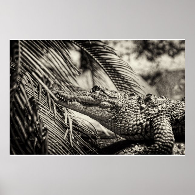 Crocodylus Moreletii Poster (Vorne)