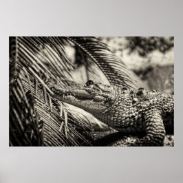 Crocodylus Moreletii Poster