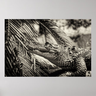 Crocodylus Moreletii Poster