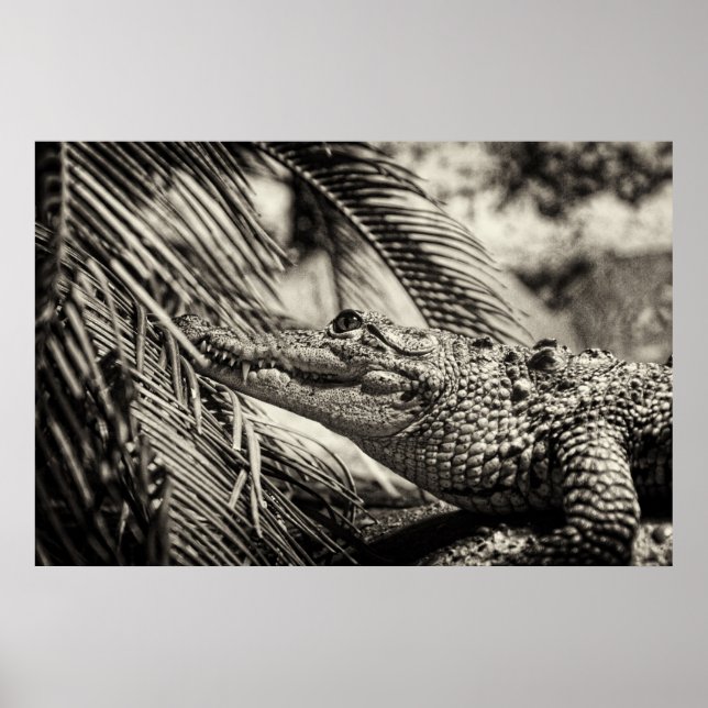 Crocodylus Moreletii Poster (Vorne)