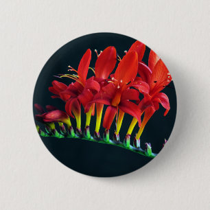 Crocosomia Lucifer Montbretia Floral Button