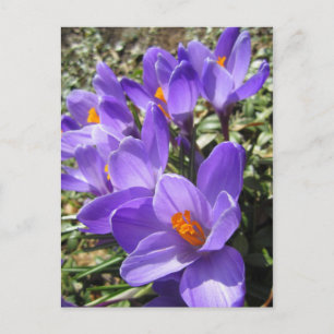 Crocus (Begriffsklärung) Postkarte