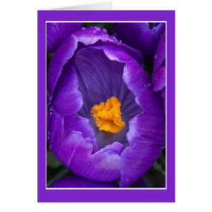 Crocus Blossom