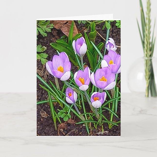 Crocus Blume Happy Oaster Karte (Vorderseite)