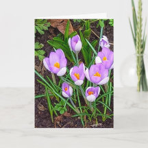 Crocus Blume Happy Oaster