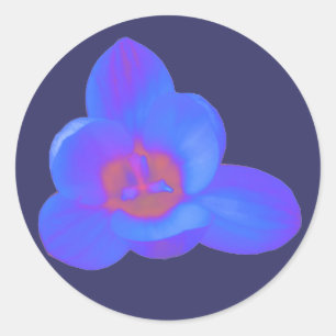 Crocus Blume Hot und Cold Aufkleber