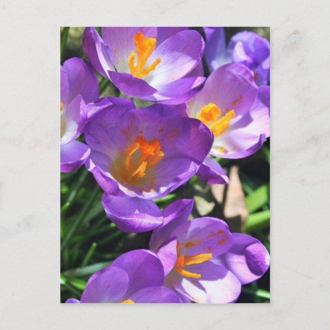 Crocus Blume.jpg Postkarte (Vorderseite)