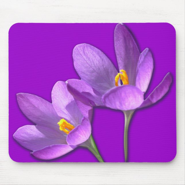 Crocus Blume Mousepad Lila / Blau Dekoration Gesch (Vorne)