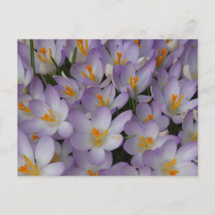 Crocus Blume Muster DIY Postkarte