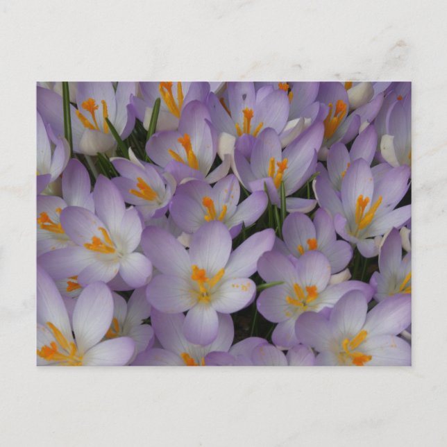 Crocus Blume Muster DIY Postkarte (Vorderseite)