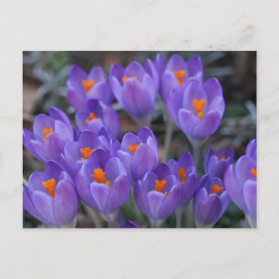 CROCUS BLUME POSTCARD POSTKARTE