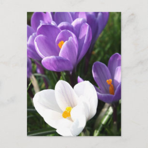 Crocus Blume Postkarte
