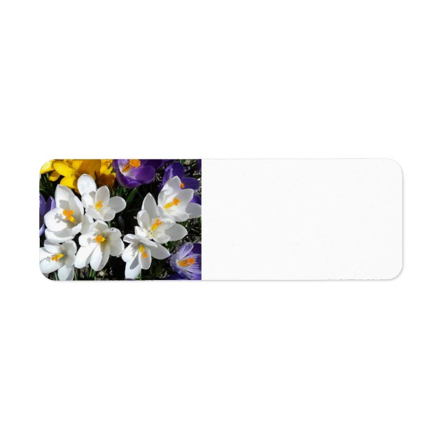 Crocus Blume Spring Mix (Vorne)