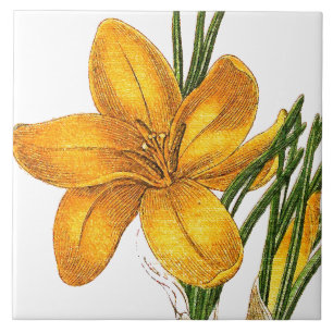 Crocus-Blumengarten Botanische Blumenfliese Fliese