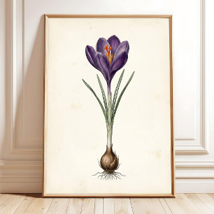 Crocus Botanische Vintage-Kunstwanddekoration Poster