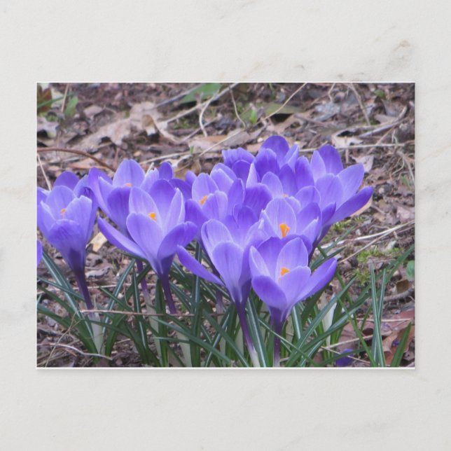 Crocus Bunch Postkarte (Vorderseite)