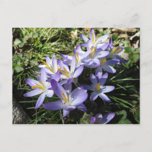 Crocus Bundle Postkarte