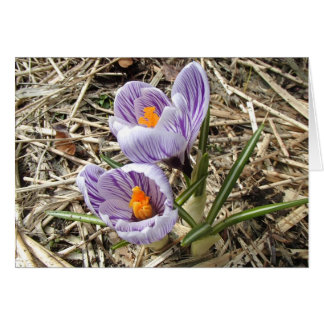 Crocus card