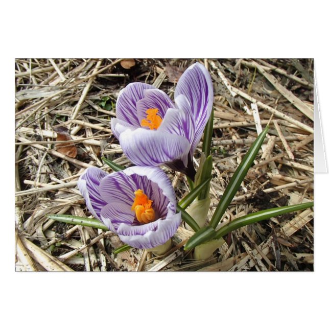 Crocus card (Vorderseite (Horizontal))