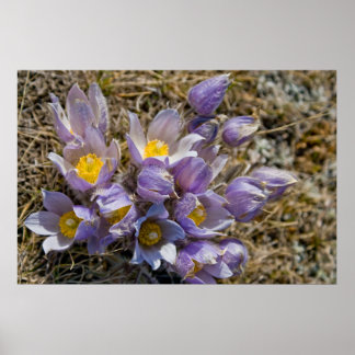 Crocus Cluster Poster