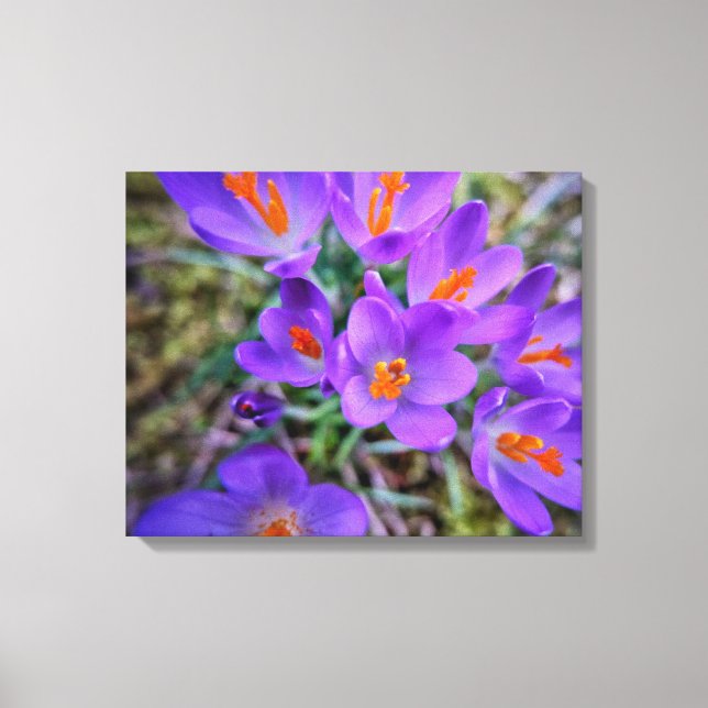 Crocus Fine Art Leinwanddruck (Vorderseite)